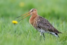 rufende Uferschnepfe (Limosa limosa)