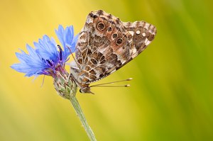 Distelfalter Vanessa cardui