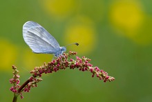 "Leptidea sinapis"