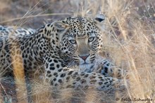 Leopard (Panthera pardus)