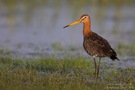 Uferschnepfe (Limosa limosa)