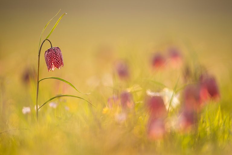 Wiese voller Blumen