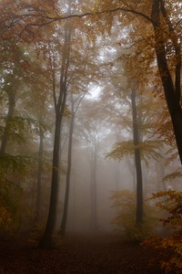 Herbstwald