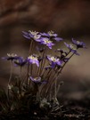 Leberblümchen