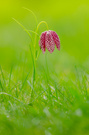 Fritillaria meleagris