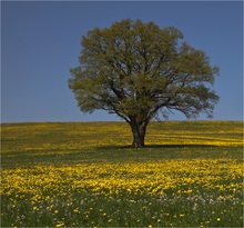 Endlich Frühling