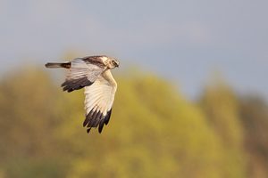 Rohrweihe im Flug