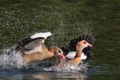 Wasserballett der Nilgänse