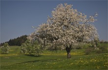 Endlich Frühling II