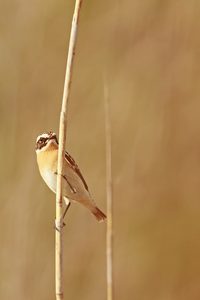 - Braunkehlchen -
