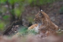 Luchs