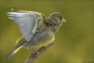 Es grünt so grün...