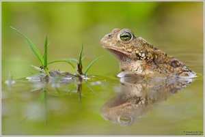 Kreuzkröte (Bufo calamita)