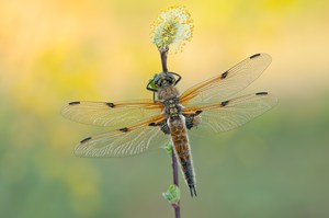 Vierfleck Libellula quadrimaculata