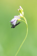 Tanzfliege am Schaumkraut