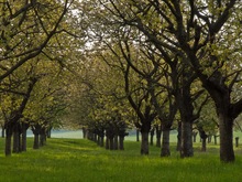 Obstwiese