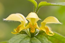 Goldnessel (Lamium galeobdolon)