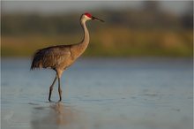 Sandhill Crane (Grus canadensis)