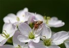 Das Wiesenschaumkraut mit Besucher