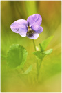 Viola adorata