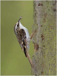 Treerunner