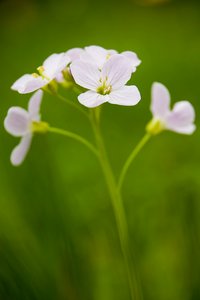 Wiesenschaumkraut