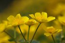 Sumpfdotterblume