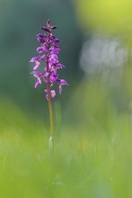 Orchis mascula (Männliches Knabenkraut)