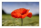 roter mohn