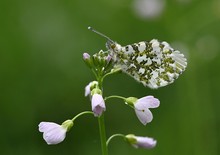 Aurorafalter (Anthocharis cardamines)