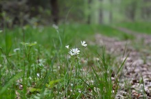 Am Wegesrand