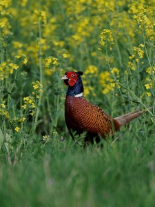 Fasan  (Phasianus colchicus)