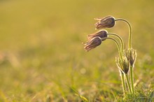 "drei alte Grazien - Licht durchflutet"