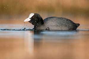 Blässhuhn (Fulica atra)