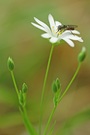 Blüte mit Besucher