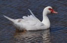 WARZENENTE (Cairina moschata)