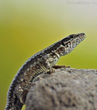 Podarcis muralis