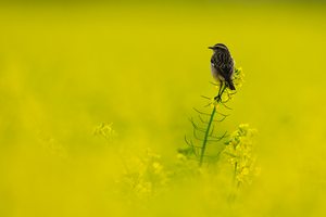 Braunkehlchen (Saxicola rubetra)