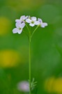 Wiesenschaumkraut