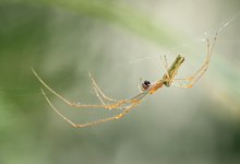 Streckerspinne