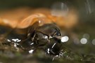 natrix natrix