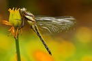Nepal-Libelle