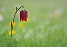 Schachblume zwischen Löwenzahn und wiesenschaumkraut