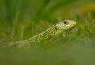 Zauneidechse