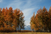 Herbst im Grand Teton NP
