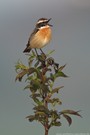 Braunkehlchen (Saxicola rubetra)