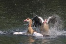 Wilde Jagd auf dem Wasser