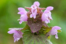 Purpurrote Taubnessel (Lamium purpureum) II