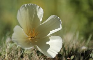 Mohn