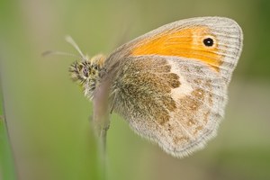 kleines Wiesenvögelchen